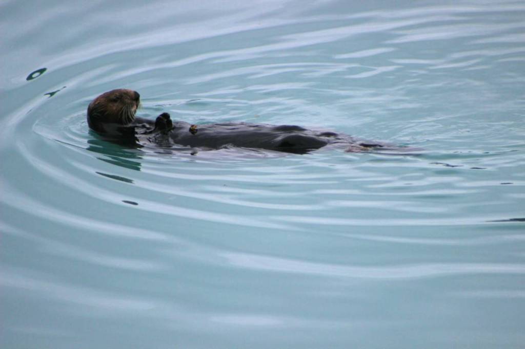 And otter feasts lazily in Kachemak Bay in August 2017 (Photo by Jennifer Tarnacki)