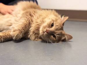 Pet of the Week: Bobcat Marley