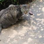 A cat with a dead bird. (Photo with permission from Clare Nielsen American Bird Conservatory Birds)