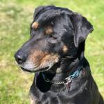 Pet of the Week: Prince