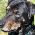 Pet of the Week: Prince