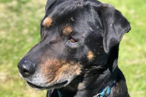 Pet of the Week: Prince