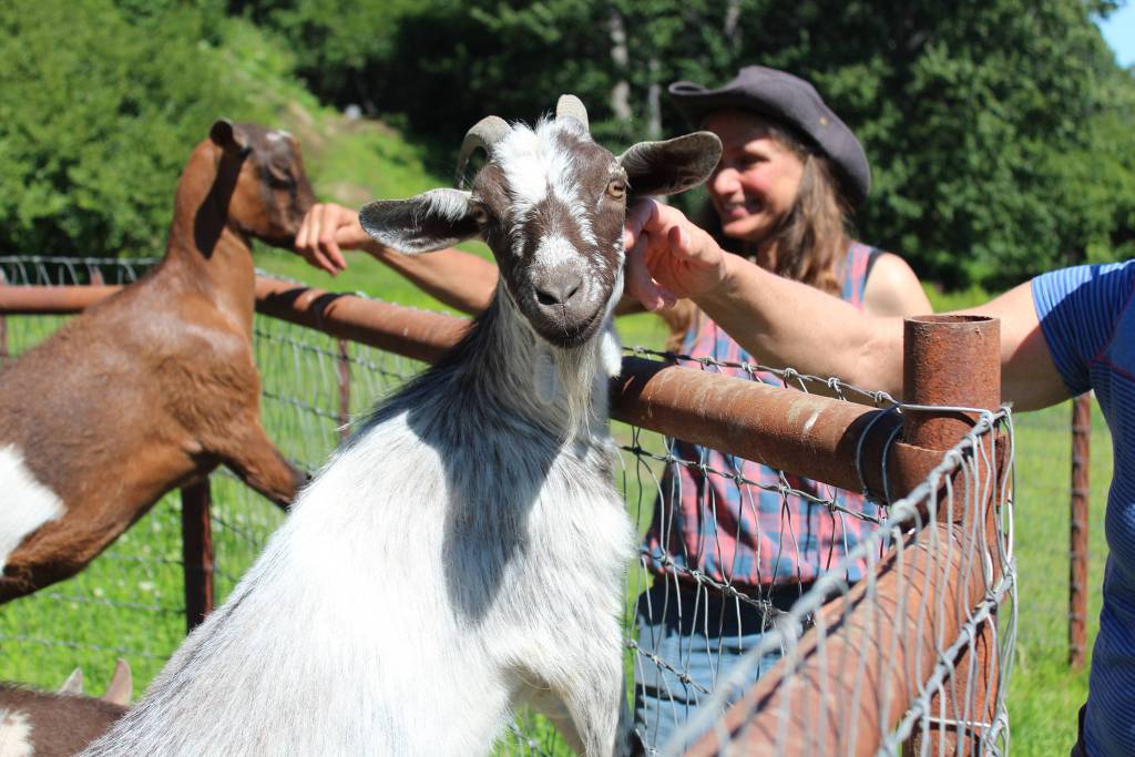 A goat leans out of its pen for a scratch on Friday, July 6, 2018 at the Dean family farm off East End Road near Homer, Alaska. (Photo by Megan Pacer/Homer News)