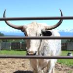 A yak, named Yeti, looks out of its pen on Friday, July 6, 2018 at the Dean family farm off East End Road near Homer, Alaska. Jeff and Ranja Dean got he yak by breeding a yak with a cow. (Photo by Megan Pacer/Homer News)