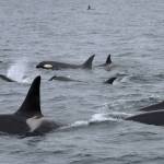 Killer whales from several pods swim in Kachemak Bay on July 9, 2018 near Seldovia, Alaska. About 40 resident whales were seen in the area. Emma Luck, a University of Alaska Southeast marine biology student saw the whales while working as a naturalist for Rainbow Tours. Ive personally never seen so many killer whales in one spot, Luck said. It was a sight to behold. (Photo by Emma Luck)