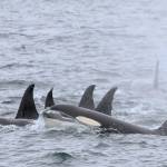 Killer whales from several pods swim in Kachemak Bay on July 9, 2018 near Seldovia, Alaska. About 40 resident whales were seen in the area. Emma Luck, a University of Alaska Southeast marine biology student saw the whales while working as a naturalist for Rainbow Tours. Ive personally never seen so many killer whales in one spot, Luck said. It was a sight to behold. (Photo by Emma Luck)