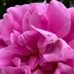 Theresa Bugnet rose flourishing in spite of heavy rains. (Photo by Rosemary Fitzpatrick)