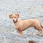 A dog named Copper looks around the beach after the Chariots of Fur 5K race on Saturday, July 14, 2018 near Mariner Park in Homer, Alaska. The race benefits Homer Animal Friends. (Photo by Megan Pacer/Homer News)