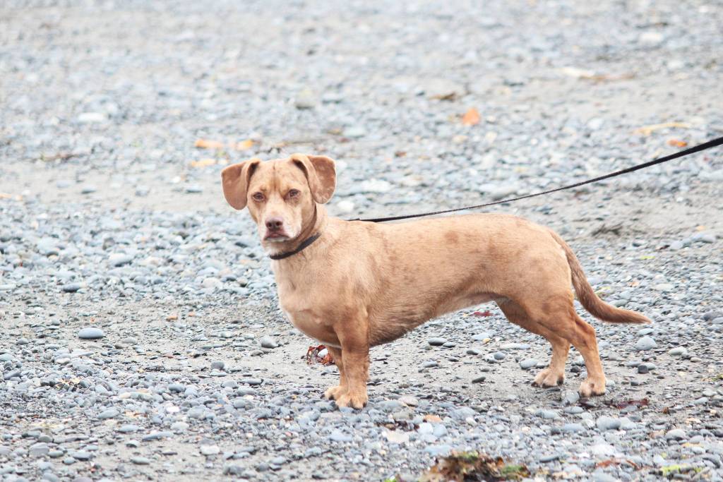A dog named Copper looks around the beach after the Chariots of Fur 5K race on Saturday, July 14, 2018 near Mariner Park in Homer, Alaska. The race benefits Homer Animal Friends. (Photo by Megan Pacer/Homer News)