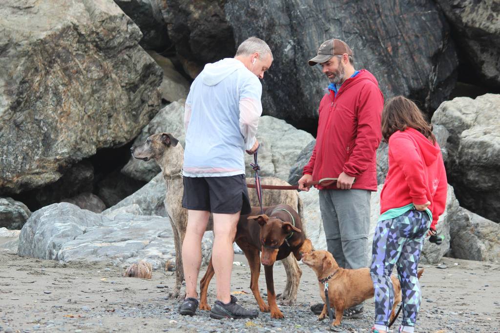 Some dogs and their owners interact at the finish line of this years Chariots of Fur 5K race, held Saturday, July 14, 2018 at Mariner Park in Homer, Alaska. The race benefits Homer Animal Friends. (Photo by Megan Pacer/Homer News)