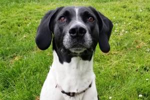 Pet of the Week: Lulu