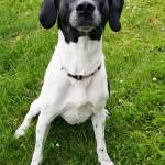 Pet of the Week: Lulu