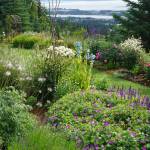 Flower beds in terraces frame a view of the Homer Spit at Joan Splinters garden on Reber Road off West Hill Road on July 30, 2017 in Homer, Alaska. Her garden was featured in the Homer Garden Clubs 2017 Summer Garden Tours. (Photo by Michael Armstrong/Homer News)