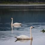 Two tundra swans swim in Beluga Lake on Monday, July 23, 2018, in Homer, Alaska. (Photo by MIchael Armstrong/Homer News)