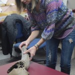 Another steppe bison horn found in Homer