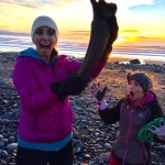 Another steppe bison horn found in Homer