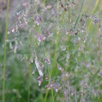 -Photo by Shana Loshbaugh