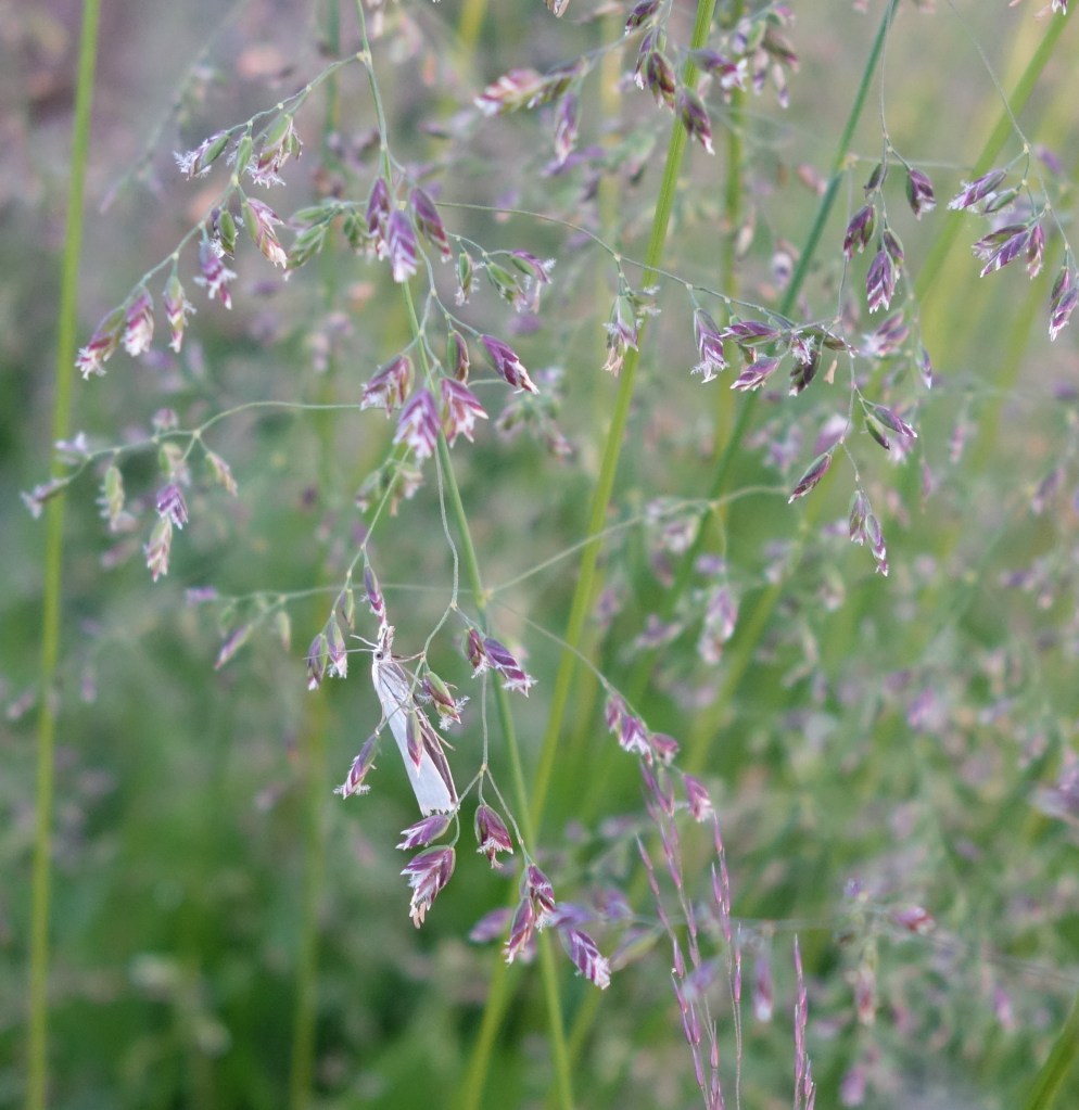 -Photo by Shana Loshbaugh