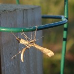 This moth, species undetermined, is part of a group called noctuid or owlet moths. When they first emerge as adults, they look furry and have tufts on their backs, as did this one. Some caterpillars from this group are agricultural pests, known as cutworms, that eat plants in the cabbage family.