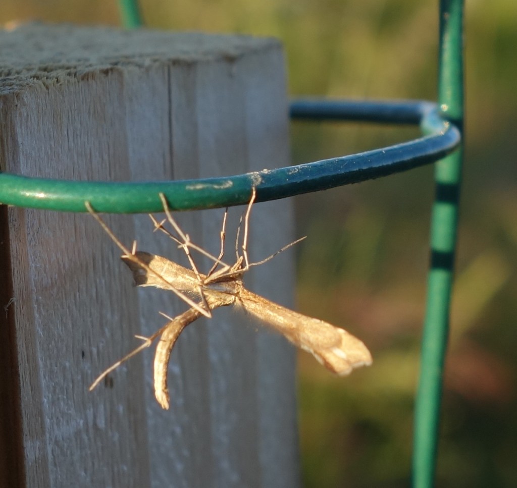 This moth, species undetermined, is part of a group called noctuid or owlet moths. When they first emerge as adults, they look furry and have tufts on their backs, as did this one. Some caterpillars from this group are agricultural pests, known as cutworms, that eat plants in the cabbage family.