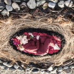 A photo from Kate Henry’s show at the Homer Council on the Arts.-Photo provided