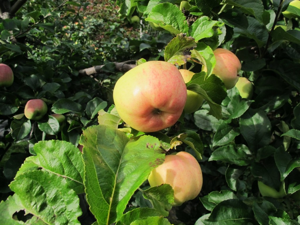 Apples galore