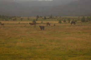 Cattle graze in the Fox River Flats at the head of Kachemak Bay. Atz Kilcher has applied for a permit to build an art and music camp in the area.-Michael Armstrong, Homer News