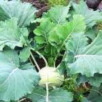 Kohlrabi-Photo by Kyra Wagner