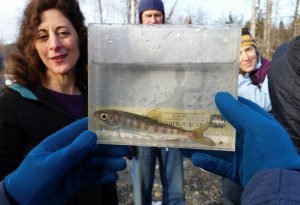 Young salmon, such as this silver (coho) shown above, winter in the Anchor River. ADFG biologists borrowed the fish, along with other salmon and sticklebacks, to show to about a dozen people during a field trip to Anchor River conservation sites on March 5. The fish was returned unharmed to the channel where it was caught.-Photos by Shana Loshbaugh
