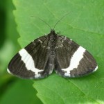 -Photo by Shana Loshbaugh