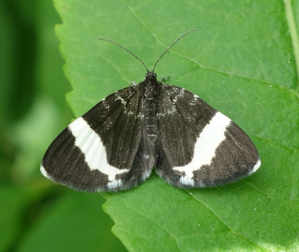 -Photo by Shana Loshbaugh