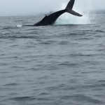 A whale dives in Kachemak Bay this week.-Photo by Dave Olsen