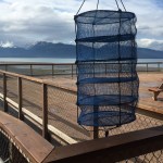 Warm weather means  banner year for those growing oysters in bay