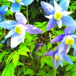 Blooming in the Kachemak Gardener's garden is this clematis alpina.