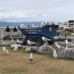 The Fishing Hole cleaning tables get some gull attention. -Photo by McKibben Jackinsky, Homer News