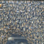 An escaped bee clings to the outside of a pack of about 15,000 bees.-Photo by Michael Armstrong, Homer News