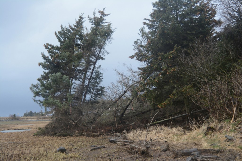 The slide on Kachemak Drive pushed a clump of spruce trees about 100 yards out into the Mud Bay slough.-Photo by Michael Armstrong