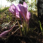 Photo by Christina Whiting