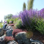 Photo by McKibben Jackinsky, Homer News