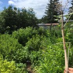 The Jackinskys’ berry and perennial garden