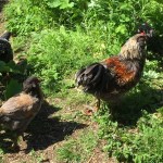 Growing with Alaska in Mind