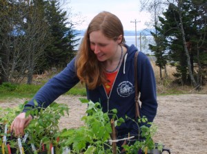 Jenni Medley looks through an assortment of plants and seedlings available Saturday at the Homer Garden Club’s annual plant sale. -Photo by Lori Evans, Homer News