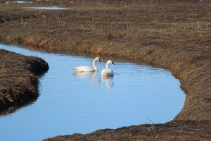 With ice still covering Beluga Lake, this pair of swans spent a recent morning sailing on the warmer water of Beluga Slough.-Photo by McKibben Jackinsky, Homer News