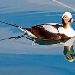 Joanne Thordarson’s duck painting shows at Ptarmigan Arts.-Photo provided