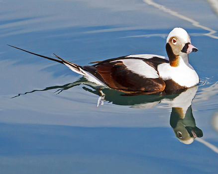 Joanne Thordarson’s duck painting shows at Ptarmigan Arts.-Photo provided