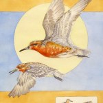 Mary Bee Kaufman did the 21st annual Kachemak Bay Shorebird Festival poster, above, also used on this year’s T-shirt design. The painting shows several red knot shorebirds and illustrates this year’s theme, “From Baja to Beaufort: Every Wingbeat Counts!”-Illustration provided
