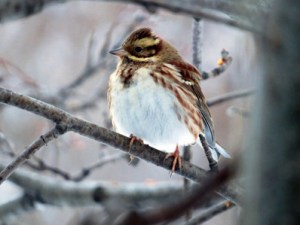 A rustic bunting is one of the most incredible birds to be seen during Homer’s annual Christmas Bird Count.-Photo by Tami Reiser