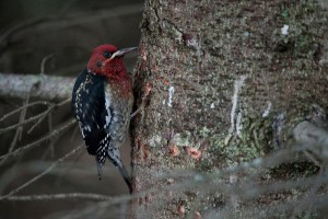 A red-breasted sapsucker seen off East End Road was the star of the Christmas Bird Count.-photo by Aaron Lang
