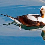 Images of birds are featured in Joanne Thordarson’s show at Ptarmigan Arts Back Room Gallery.