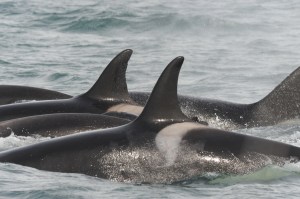 A rare subspecies of killer whales, also known as orcas, is seen Monday in Kachemak Bay. -Photo by Craig Matkin